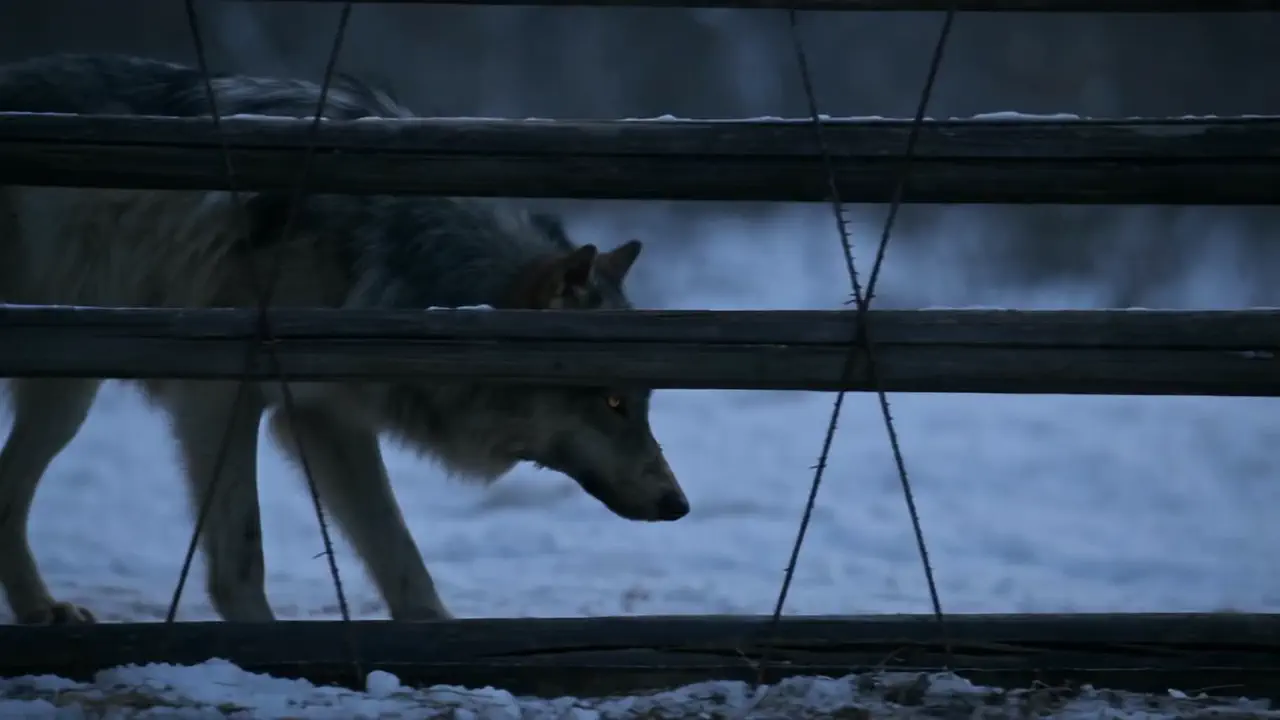 The wolf at the pen